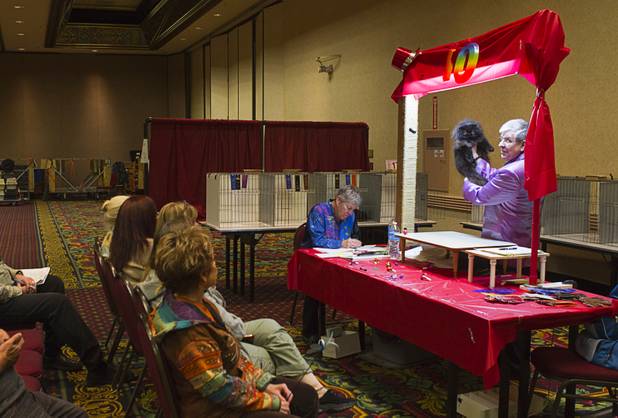 Judge Bob Zenda holds up a cat during the annual Cat A Lina Cat Club Championship Cat Show at the Riviera Sunday, Dec. 30, 2012.