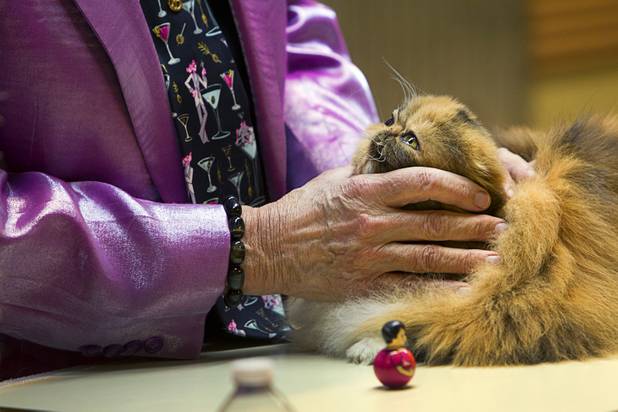 Judge Bob Zenda examines a cat during the annual Cat A Lina Cat Club Championship Cat Show at the Riviera Sunday, Dec. 30, 2012.