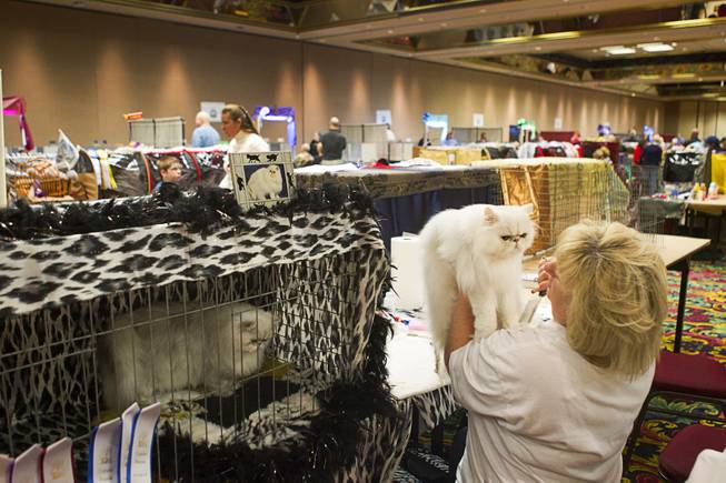 Lorraine Young of Henderson holds her cat Dante, a Chinchilla Silver Persian, while grooming the cat during the annual Cat A Lina Cat Club Championship Cat Show at the Riviera Sunday, Dec. 30, 2012.