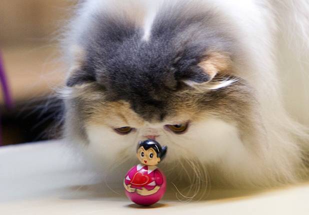A cat looks over a wobbling toy during the annual Cat A Lina Cat Club Championship Cat Show at the Riviera Sunday, Dec. 30, 2012.