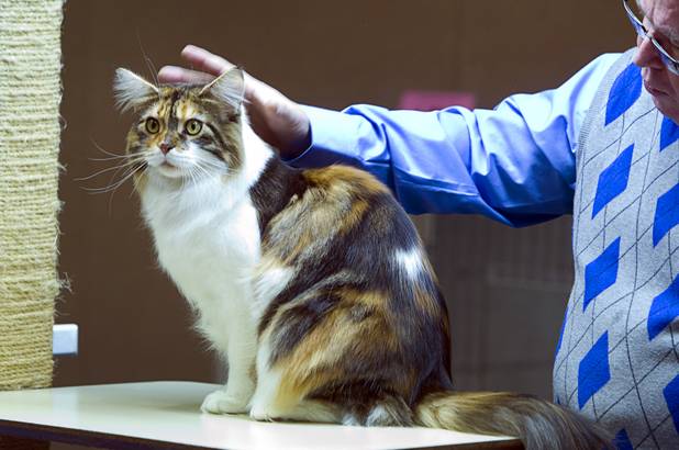 Judge Gary Veach looks over Sally, a Maine Coon, during the annual Cat A Lina Cat Club Championship Cat Show at the Riviera Sunday, Dec. 30, 2012.