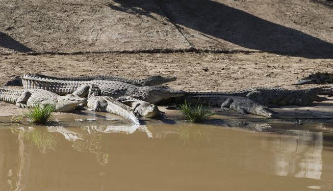 This photo taken Wednesday, Jan. 23, 2013 shows some of the recaptured crocodiles back safely on the farm they escaped from, at Pontdrif, South Africa, near the Botswana border. About 7,000 of the creatures escaped when the gates on a dam were opened this week to alleviate pressure created by rising flood waters.