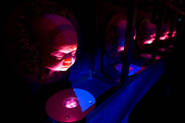 Baby faces are illuminated on a wall in the Baby Dolls Lounge at Eli Roths Goretorium Sunday, Jan. 27, 2013.