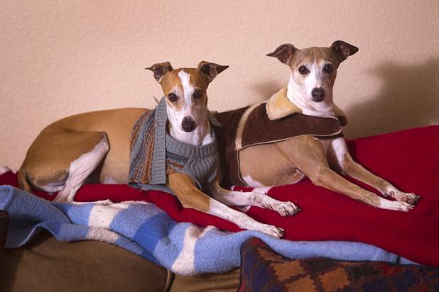 Italian Greyhounds Mario, left, and Dolores look on during a photo shoot at Mike Cofer's home in Henderson Wednesday, Jan. 30, 2013. Cofer was a NFL kicker and played with the San Francisco 49ers during Super Bowl wins in 1989 and 1990.