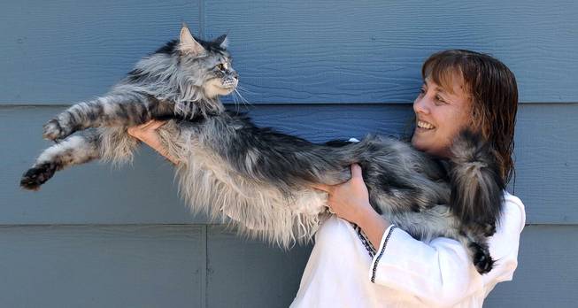 In this file photo taken July 1, 2009, Robin Henderson stretches out her Maine Coon cat Stewie outside of her home in Reno, Nev. The Reno owner of the longest domestic cat in the world says Stewie died Monday, Feb. 4, 2013, after a yearlong battle with cancer.  Guinness World Records declared Stewie the record-holder in August 2010, measuring 48.5 inches from the tip of his nose to the tip of his tail.