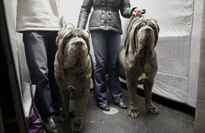 In this Feb. 10, 2013, photo, a pair of Neopolitan Bull Mastifs named Paparazzi and Ruben ride the elevator with their owners after checking into the Hotel Pennsylvania in New York ahead of the 137th Annual Westminster Kennel Club Dog Show. 