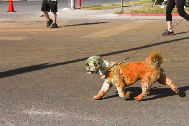 A dog covered in orange and green powder runs the 5K Color Run with its owner, Saturday, Feb. 16, 2013. 