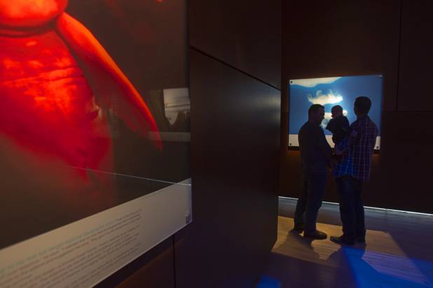 Brian Shaw, left, of England looks over a photo with grandson James, 1, and son-in-law Gareth Jones at the Imagine Exhibitions Gallery in the Venetian Wednesday Feb. 20, 2013. The gallery is showing the 50 Greatest Photographs of National Geographic, an exhibit of National Geographics most iconic photos.