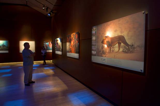 A man looks at a photo at the Imagine Exhibitions Gallery in the Venetian Wednesday Feb. 20, 2013. The gallery is showing the 50 Greatest Photographs of National Geographic, an exhibit of National Geographics most iconic photos. At right is "Lion in sandstorm" by photographer Chris Johns.