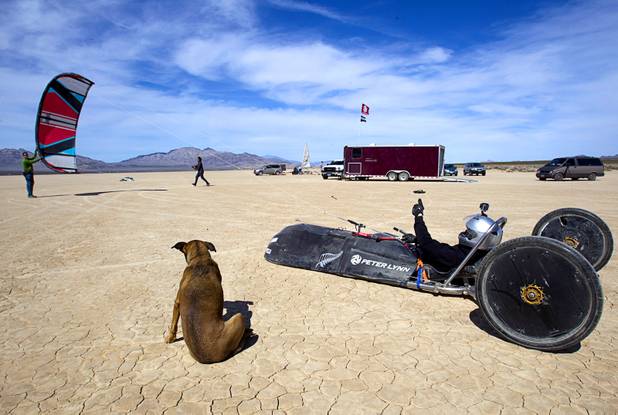 Brian Holgate, 28, prepares for a run in a specially-designed Peter Lynn kite buggy on the Ivanpah dry lake bed near Primm, Nev. Wednesday, March 6, 2013. His dog Diamond, an 8-year-old shepherd-lab mix, waits at left. Holgate set an unofficial kite buggy speed record of 84.4 mph at the lake bed in July 2012.