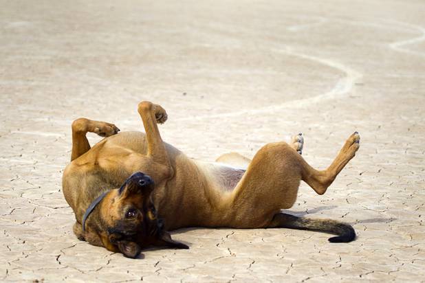 Diamond, an 8-year-old shepherd-lab mix belonging to Brian Holgate, tends to an itch on the Ivanpah dry lake bed near Primm, Nev. Wednesday, March 6, 2013. Holgate set an unofficial kite buggy speed record of 84.4 mph at the lake bed in July 2012.