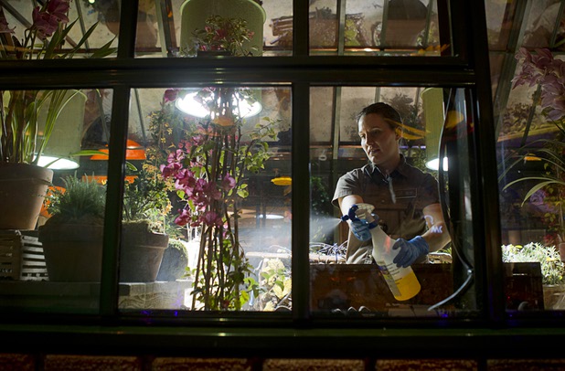A worker mists plants inside a butterfly house in the 2013 Spring exhibit at the Bellagio's Conservatory & Botanical Gardens Monday, March 11, 2013.