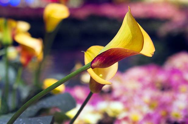 A view of the 2013 Spring exhibit at the Conservatory & Botanical Gardens in the Bellagio Monday, March 11, 2013.