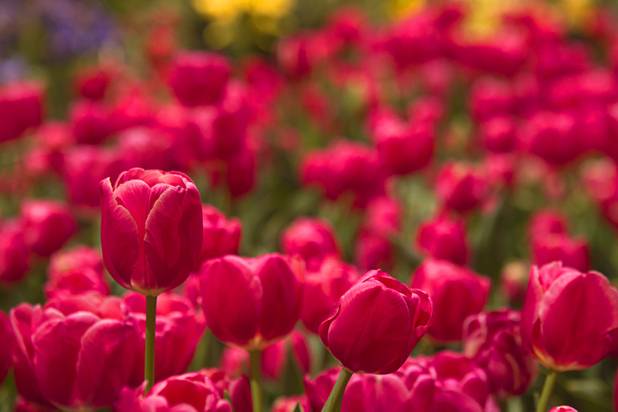 Tulips are shown in the 2013 Spring exhibit at the Bellagio's Conservatory & Botanical Gardens Monday, March 11, 2013.