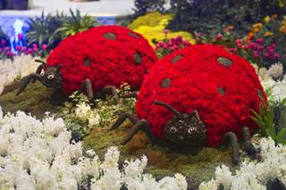 Lady bugs made of flowers are displayed during the 2013 Spring exhibit at the Conservatory & Botanical Gardens in the Bellagio Monday, March 11, 2013.