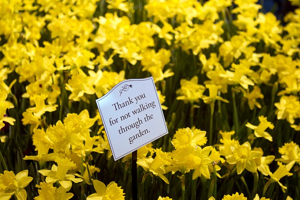 A view of the 2013 Spring exhibit at the Conservatory & Botanical Gardens in the Bellagio Monday, March 11, 2013.