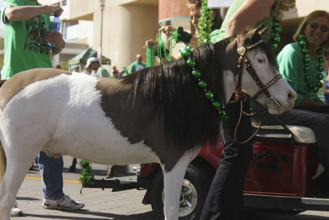 A pony from the Silver State Miniature Horse Club wearing giant green beads looks at the crowd during the St. Patrick's Day Parade in downtown Henderson, Saturday, Mar. 16, 2013.