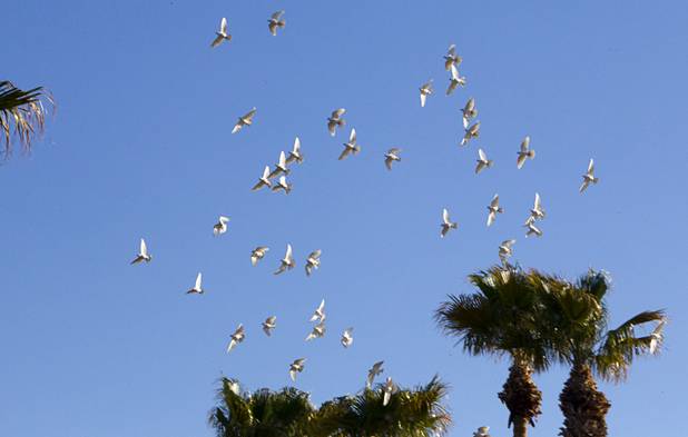 White doves fly over the 28th annual Easter sunrise service after being released at Palm Eastern Mortuary and Cemetery Sunday, March 31, 2013.