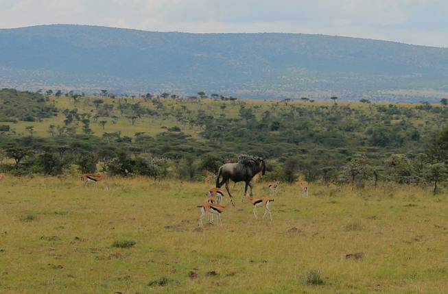 Buffalo and Thompson gazelles shown at Ol Kinyei Conservancy in southeastern Kenya.