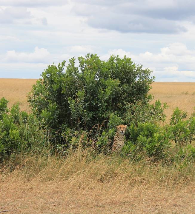 A cheetah spots a Land Cruiser full of visitors on safari at Ol Kinyei Conservancy in southeastern Kenya.
