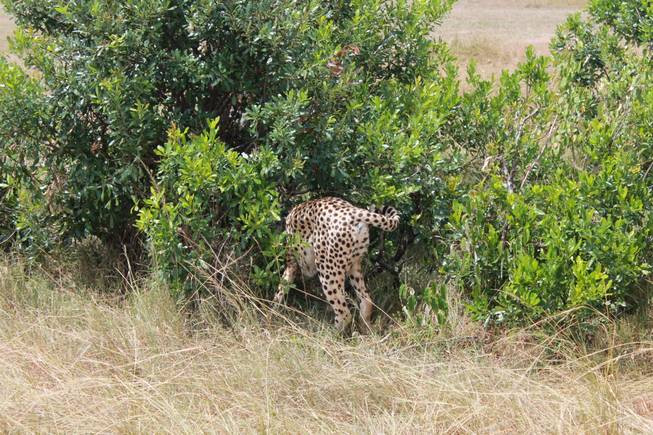 A cheetah walks into the bushes to check on its prey, a Thompson gazelle, in the Ol Kinyei Conservancy in southeastern Kenya.
