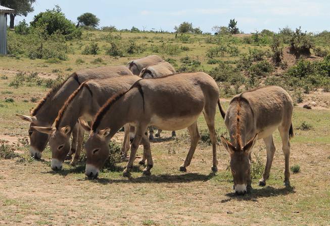 Donkeys shown in the wild at Ol Kinyei Conservancy in southeastern Kenya.