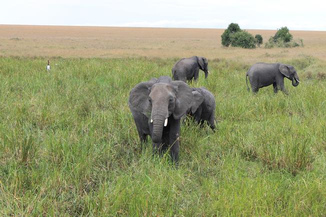 A quartet of wild elephants shown in the Ol Kinyei Conservancy in southeastern Kenya.
