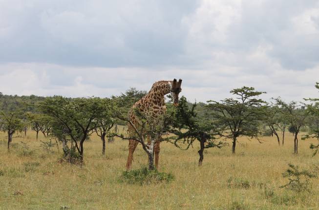 A giraffe feeds on an acacia tree in Ol Kinyei Conservancy in southeastern Kenya.