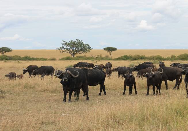 Wildebeests shown on the Ol Kinyei Conservancy in southeastern Kenya.