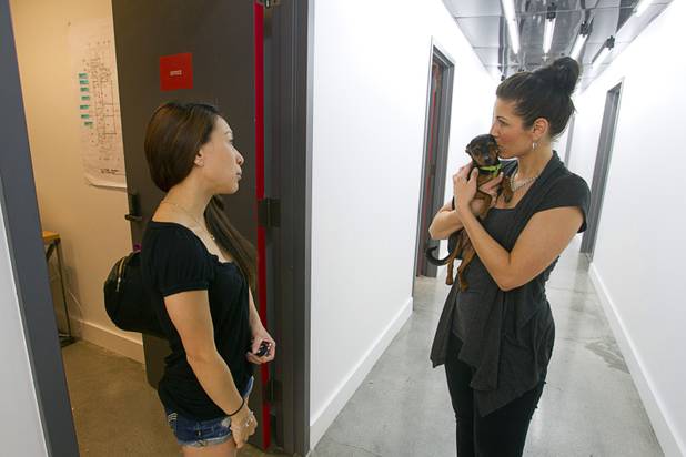 Nina Renda, left, a production manager and videographer, talks with office manager Tara Graeber at the fremont east studios in downtown Las Vegas Thursday, April 4, 2013. The video and audio studios are scheduled to hold a grand opening on April 9. Graeber is holding "Mac," Renda's  2-year-old miniature pinscher.