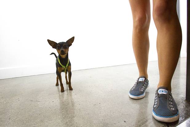"Mac," a  2-year-old miniature pinscher, looks into a control room with owner Nina Renda, a production manager and videographer, at the fremont east studios in downtown Las Vegas Thursday, April 4, 2013. The video and audio studios are scheduled to hold a grand opening on April 9.