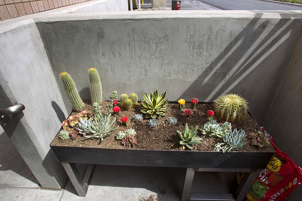 A cactus garden is shown outside the fremont east studios in downtown Las Vegas Thursday, April 4, 2013. The video and audio studios are scheduled to hold a grand opening on April 9.