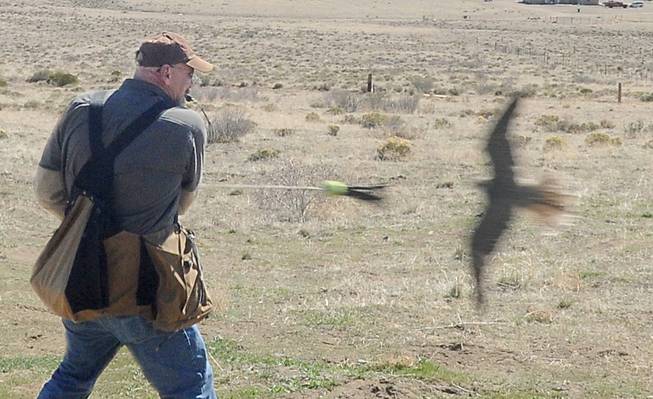 In this photo taken Wednesday, April 10, 2013, a Saker Falcon goes after a lure pulled by Jim Tigan during practice in Reno, Nev. The Tigans are falconers and own Tactical Avian Predators and Raptor Adventures. They raise and train the predatory birds to scare away pesky gulls, blackbirds, pigeons and starlings from vineyards, casinos, oil refineries, manufacturing plants, military bases and other commercial properties.