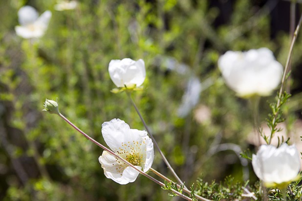 A blossom from an Apache Plume is shown at the Nevada Division of Forestry State Nursery, 9600 Tule Springs Road, Wednesday, April 24, 2013. Feathery pink seed heads will follow the while blooms.The nursery will hold it's annual Spring plant sale this Saturday from 9 a.m. to 3 p.m.