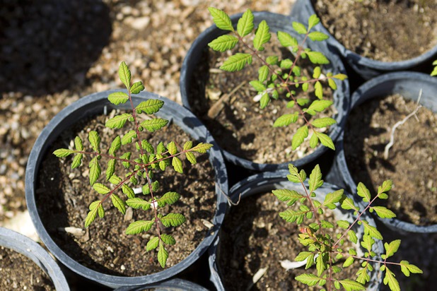 Goldenrain trees are shown in one-gallon containers at the Nevada Division of Forestry State Nursery, 9600 Tule Springs Road, Wednesday, April 24, 2013. The nursery will hold it's annual Spring plant sale this Saturday from 9 a.m. to 3 p.m.