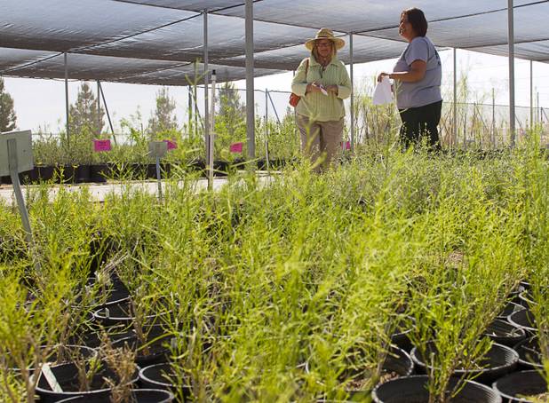 Amy Dunn, right, nursery manager, helps a gardener at the Nevada Division of Forestry State Nursery, 9600 Tule Springs Road, Wednesday, April 24, 2013. The nursery will hold it's annual Spring plant sale this Saturday from 9 a.m. to 3 p.m.