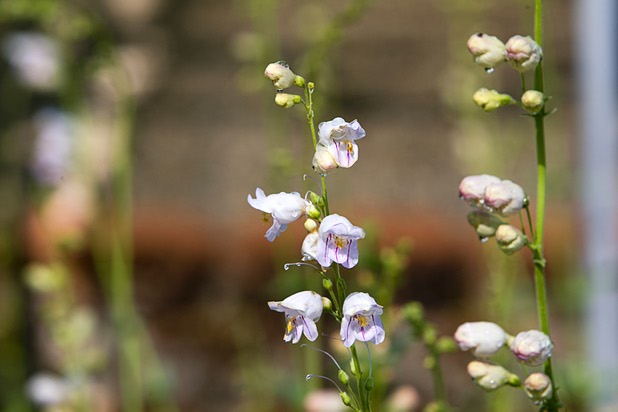 Blossoms from a Palmer's penstemon are shown at the Nevada Division of Forestry State Nursery, 9600 Tule Springs Road, Wednesday, April 24, 2013. The nursery will hold it's annual Spring plant sale this Saturday from 9 a.m. to 3 p.m.