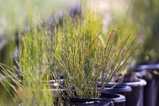 Indian Tea plants, also known as Mormon Tea, are shown at the Nevada Division of Forestry State Nursery, 9600 Tule Springs Road, Wednesday, April 24, 2013. The nursery will hold it's annual Spring plant sale this Saturday from 9 a.m. to 3 p.m.