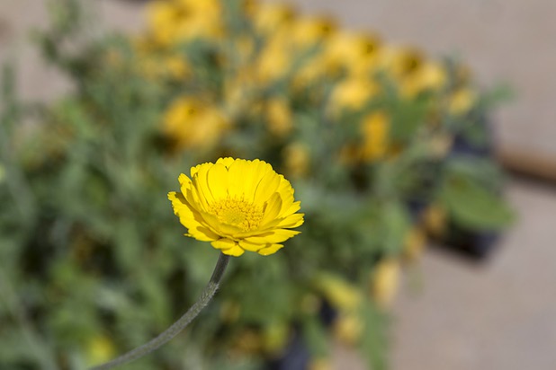 A Desert Marigold is shown at the Nevada Division of Forestry State Nursery, 9600 Tule Springs Road, Wednesday, April 24, 2013. The nursery will hold it's annual Spring plant sale this Saturday from 9 a.m. to 3 p.m.
