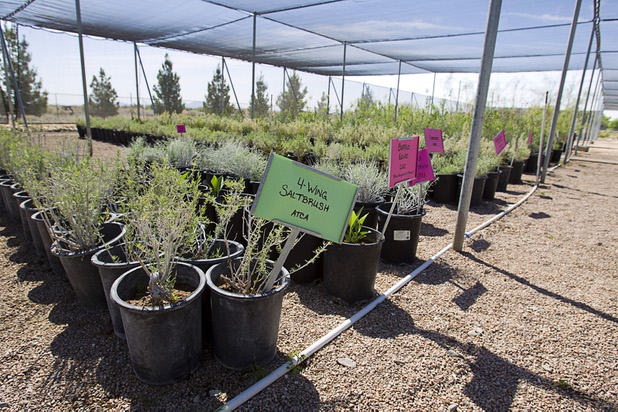 Native desert plants are shown at the Nevada Division of Forestry State Nursery, 9600 Tule Springs Road, Wednesday, April 24, 2013. The nursery will hold it's annual Spring plant sale this Saturday from 9 a.m. to 3 p.m.