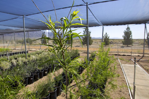 A Desert Willow tree is shown at the Nevada Division of Forestry State Nursery, 9600 Tule Springs Road, Wednesday, April 24, 2013. The nursery will hold it's annual Spring plant sale this Saturday from 9 a.m. to 3 p.m.