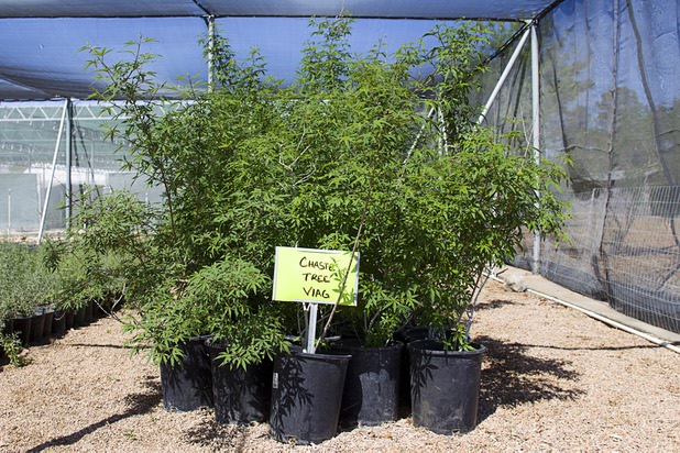 Chaste trees are shown at the Nevada Division of Forestry State Nursery, 9600 Tule Springs Road, Wednesday, April 24, 2013. The trees are native to southern Europe and central Asia but do well in Southern Nevada. The nursery will hold it's annual Spring plant sale this Saturday from 9 a.m. to 3 p.m.