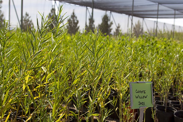 Coyote Willow saplings are shown at the Nevada Division of Forestry State Nursery, 9600 Tule Springs Road, Wednesday, April 24, 2013. The nursery will hold it's annual Spring plant sale this Saturday from 9 a.m. to 3 p.m.