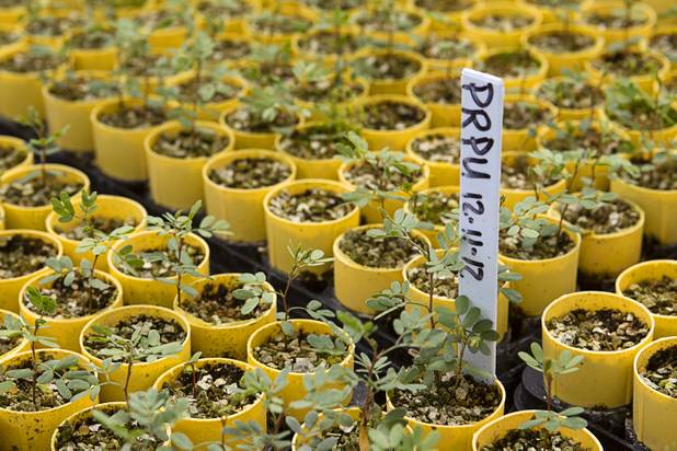 Screwbean Mesquite seedlings are shown in a greenhouse at the Nevada Division of Forestry State Nursery, 9600 Tule Springs Road, Wednesday, April 24, 2013. The nursery will hold it's annual Spring plant sale this Saturday from 9 a.m. to 3 p.m.