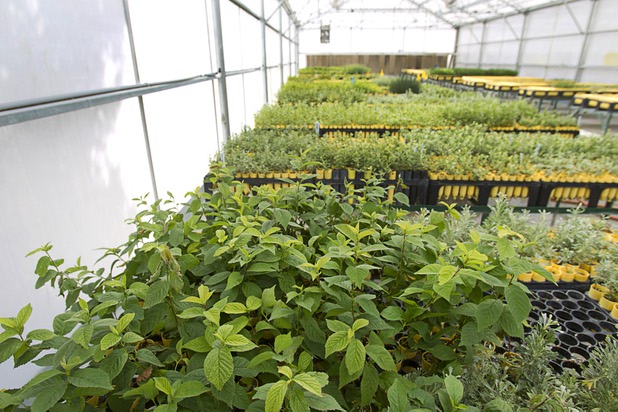 Nanking Cherry shrubs are shown in a greenhouse at the Nevada Division of Forestry State Nursery, 9600 Tule Springs Road, Wednesday, April 24, 2013. The nursery will hold it's annual Spring plant sale this Saturday from 9 a.m. to 3 p.m.