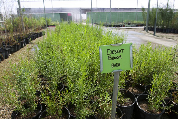 Desert Broom plants are shown at the Nevada Division of Forestry State Nursery, 9600 Tule Springs Road, Wednesday, April 24, 2013. The nursery will hold it's annual Spring plant sale this Saturday from 9 a.m. to 3 p.m.