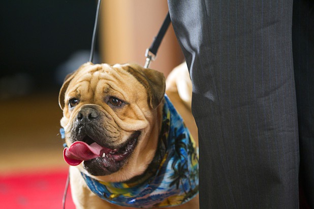 Diesel, a one-year-old bulldog-mix, arrives at the "Animals In Wonderland Champagne & High Tea," an annual fundraiser to support the Nevada SPCA (Society for the Prevention of Cruelty to Animals), at the Spanish Trail Country Club Wednesday, April 25, 2013. The Nevada SPCA, a nonprofit organization, operates a no-kill animal sanctuary in Las Vegas.