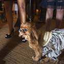 Animals In Wonderland & High Tea