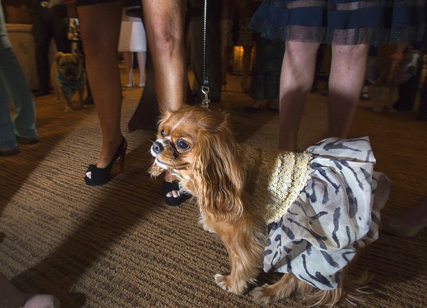 Star Nigella Jacobs, a three-year-old Cavalier King Charles Spaniel owned by Alicia Jacobs arrives at the "Animals In Wonderland Champagne & High Tea," an annual fundraiser to support the Nevada SPCA (Society for the Prevention of Cruelty to Animals), at the Spanish Trail Country Club Wednesday, April 25, 2013. The Nevada SPC, a nonprofit organization, operates a no-kill animal sanctuary in Las Vegas.