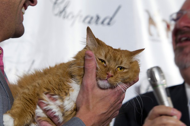 Fox 5 news anchor Jason Feinberg holds a Greta, a four-year-old cat, during "Animals In Wonderland Champagne & High Tea," an annual fundraiser to support the Nevada SPCA (Society for the Prevention of Cruelty to Animals), at the Spanish Trail Country Club Wednesday, April 25, 2013. The Nevada SPCA, a nonprofit organization, operates a no-kill animal sanctuary in Las Vegas.
